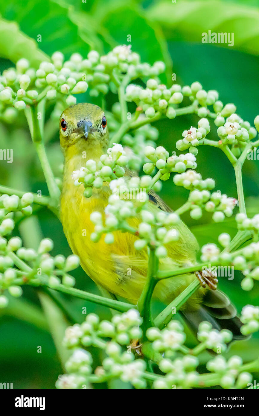 Eine weibliche braunen Hals sunbird hinter einem Blatt gebuckelt Stockfoto