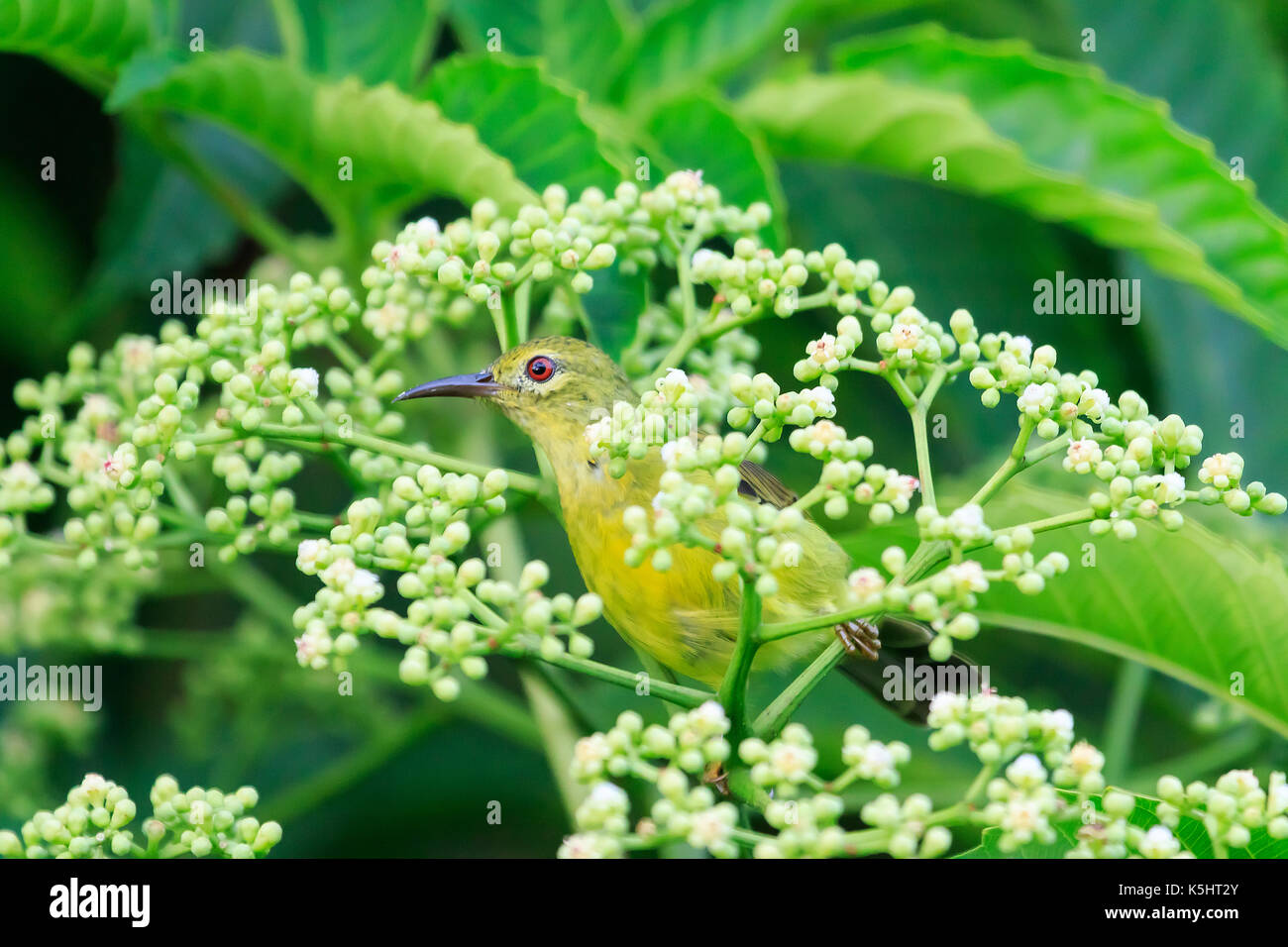 Eine weibliche braunen Hals sunbird hinter einem Blatt gebuckelt Stockfoto