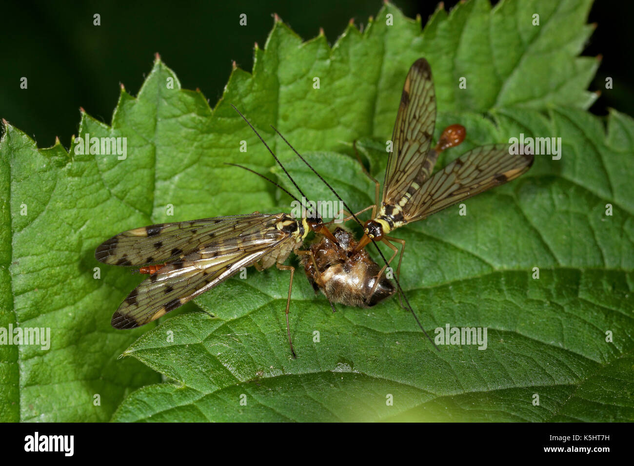 Scorpionflies mit der Beute auf dem Blatt Stockfoto