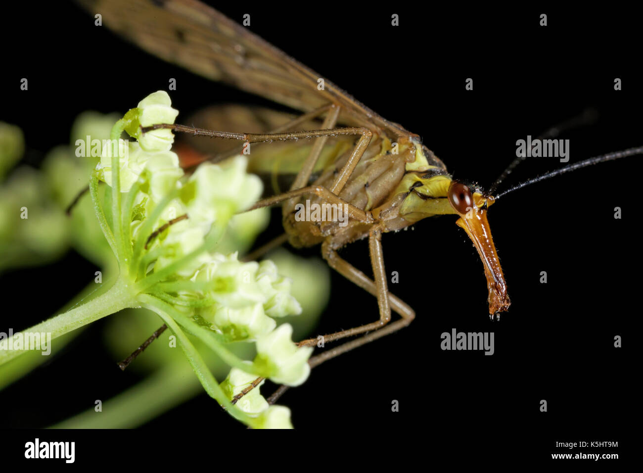 Porträt des scorpionfly, Mecoptera insekt Stockfoto