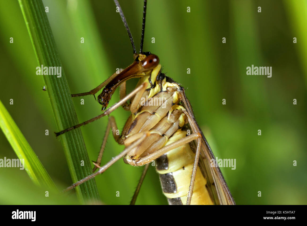 Porträt des scorpionfly, Mecoptera insekt Stockfoto