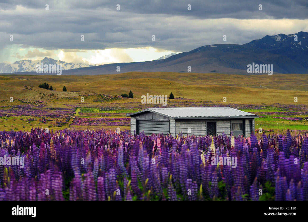 Landschaft mit Lupin Feld in Tekapo, Neuseeland. Stockfoto