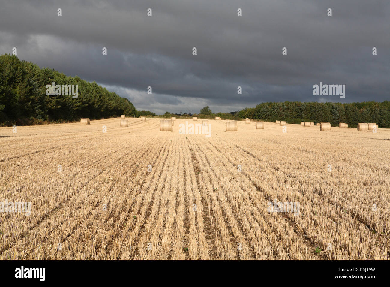 Bereich der Heu Stockfoto