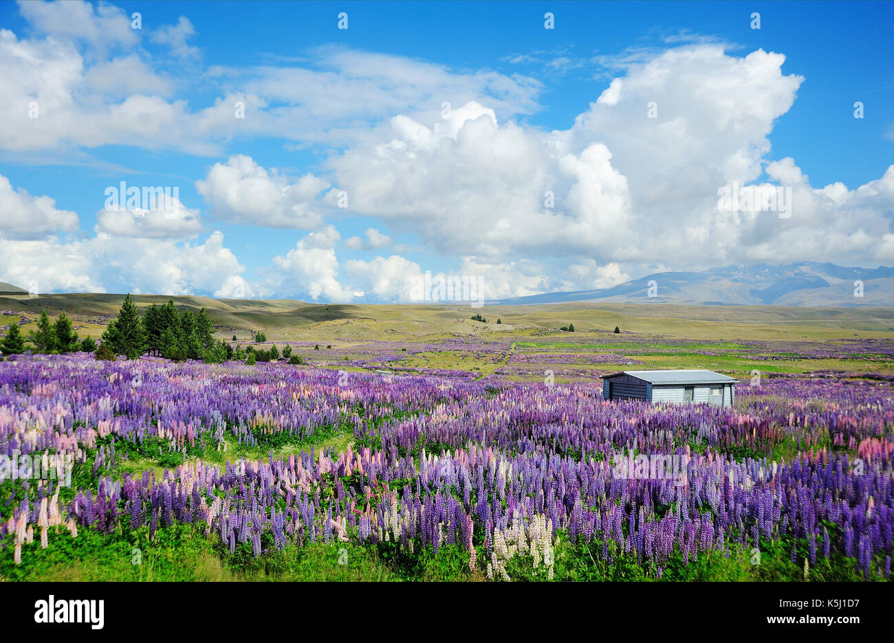 Landschaft mit Lupin Feld in Tekapo, Neuseeland. Stockfoto