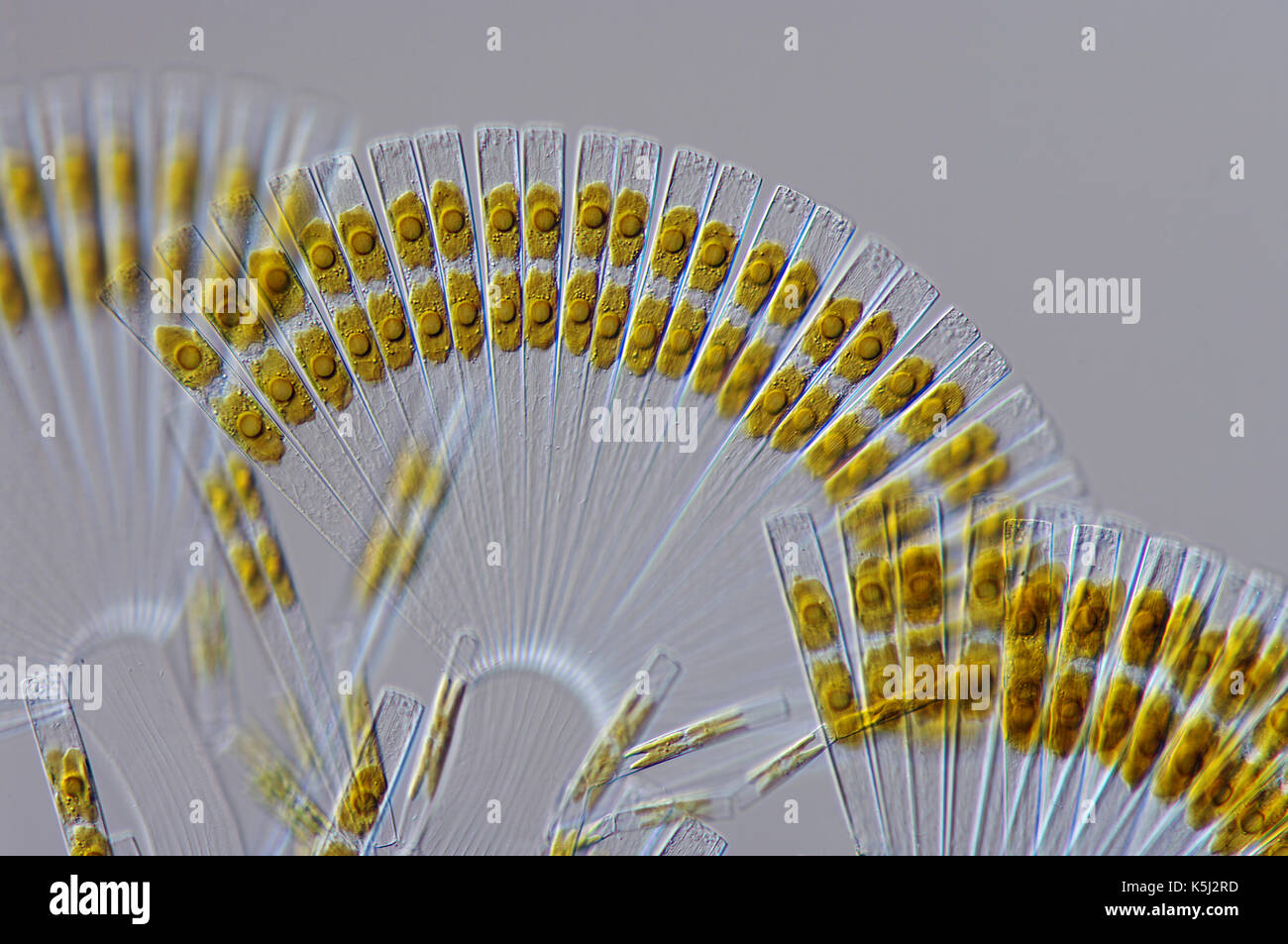 Die Marin kieselalge Licmophora flabellata, einem schliffbild in interence Kontrast Stockfoto