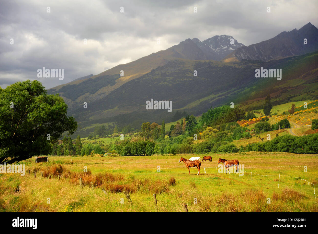 Schönen Morgen in Glenorchy, einige Pferde auf der Wiese, Queenstown, Südinsel, Neuseeland. Stockfoto
