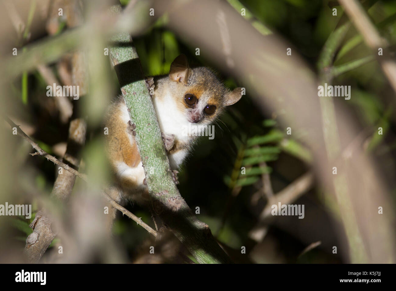 Grau Braun Maus lemur, Microcebus griseorufus, mandrare River Camp, Ifotaka Gemeinschaft Wald, Madagaskar Stockfoto