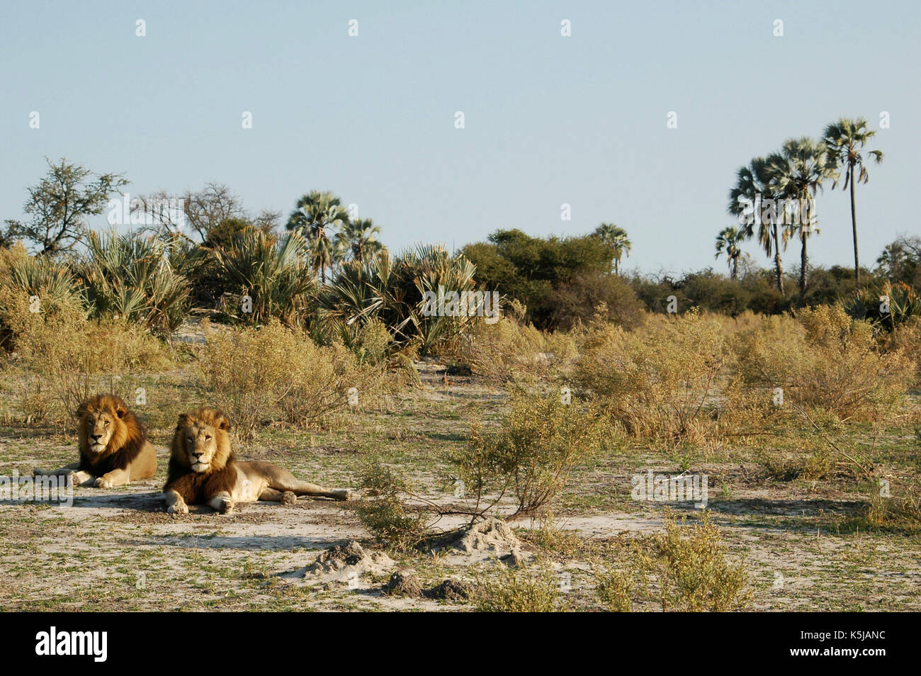 2 männlichen Löwen nehmen einen Rest im Okavango Delta, Botswana Stockfoto