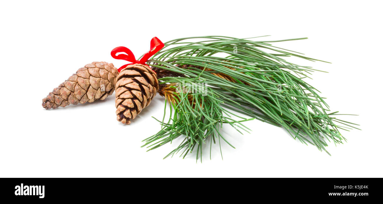 Weihnachten Kiefer Niederlassungen mit zwei Kegel auf weißem Hintergrund Stockfoto