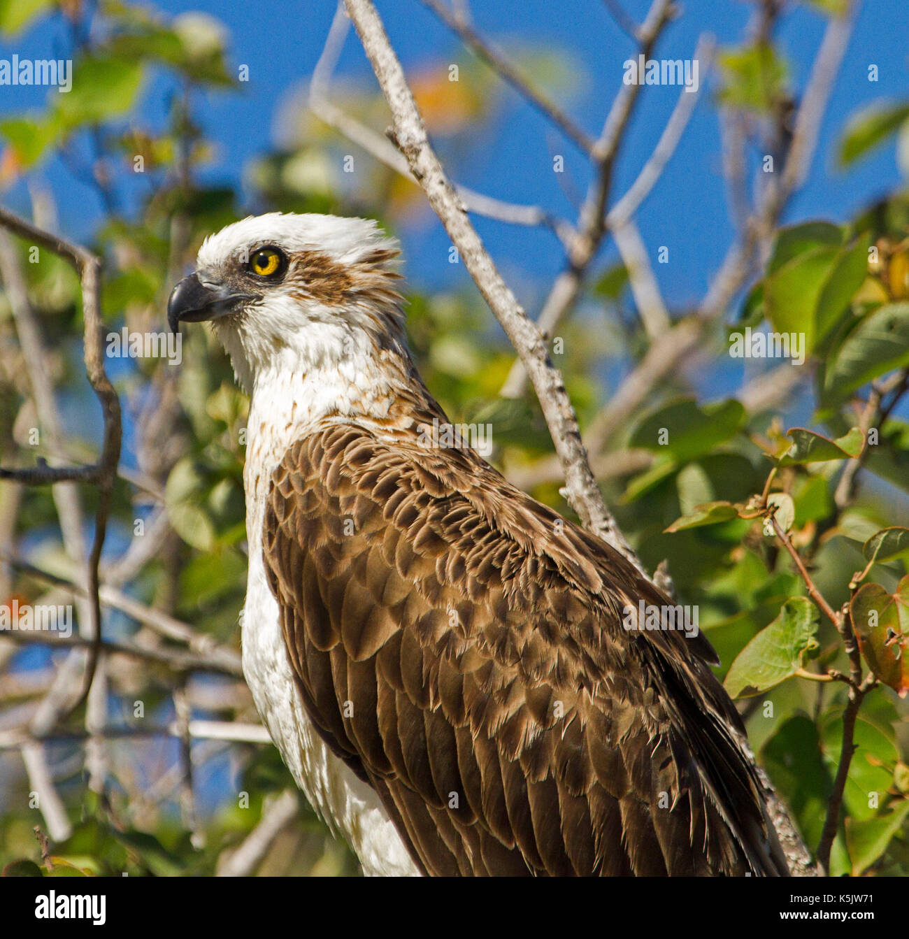 Nahaufnahme der Fischadler, Pandion cristatus, gegen den Hintergrund von Emerald Laub und blauer Himmel in Hervey Bay, Queensland, Australien Stockfoto
