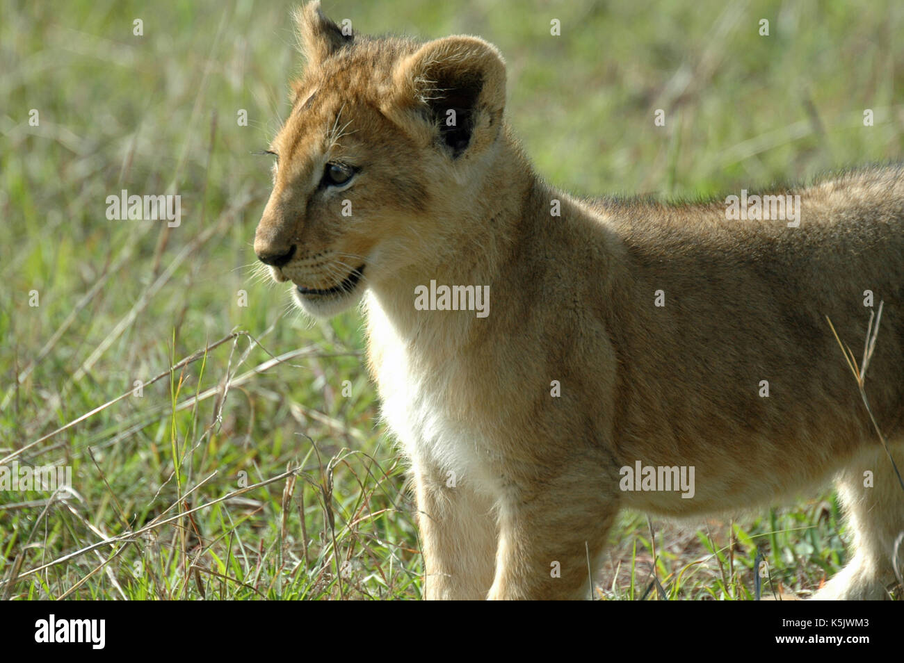 Ein Lion cub Portrait. In der Masai Mara, Kenia genommen Stockfoto