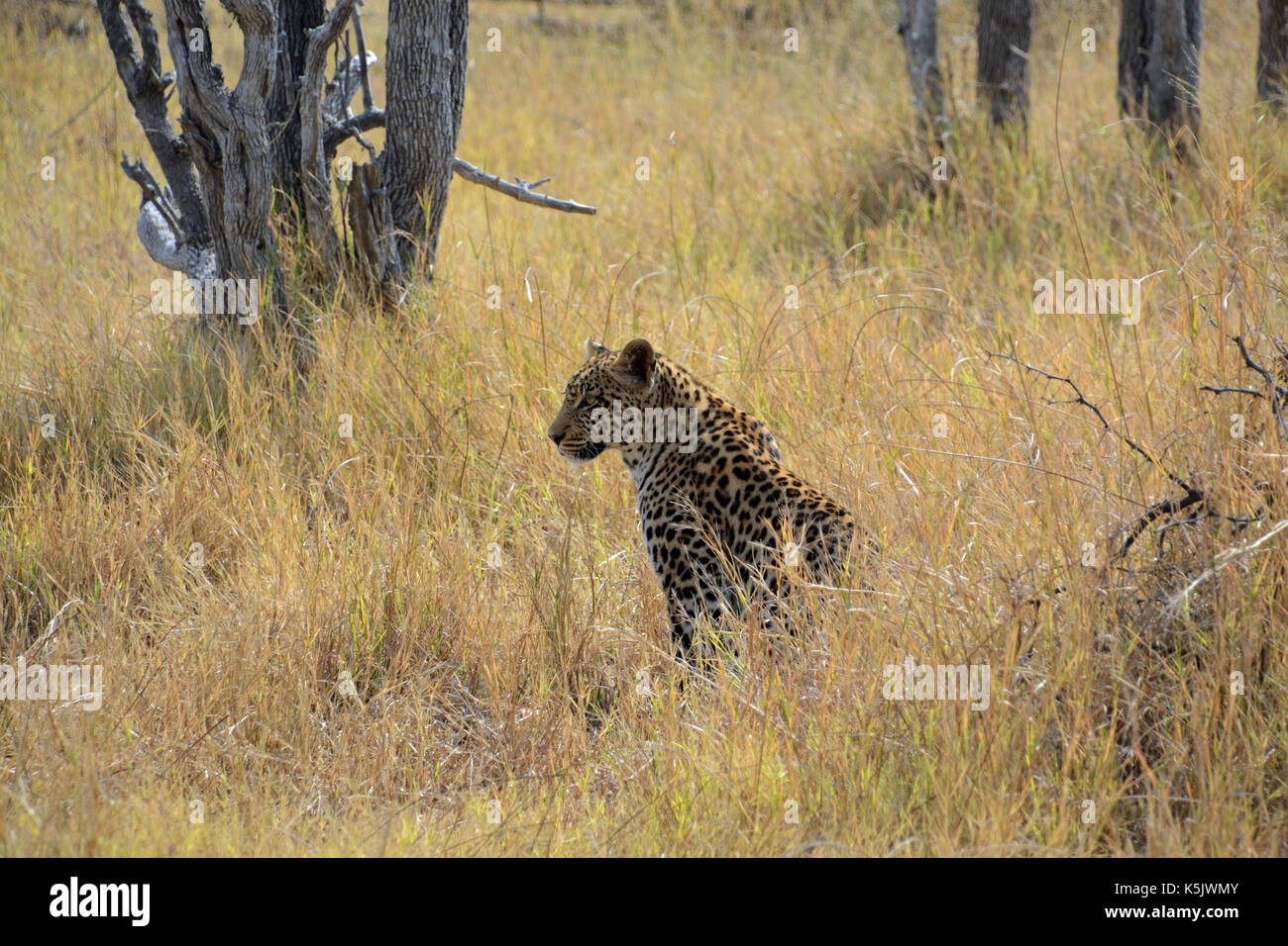 Leopard im Gras sitzen. Im Okavango Delta, Botswana genommen Stockfoto