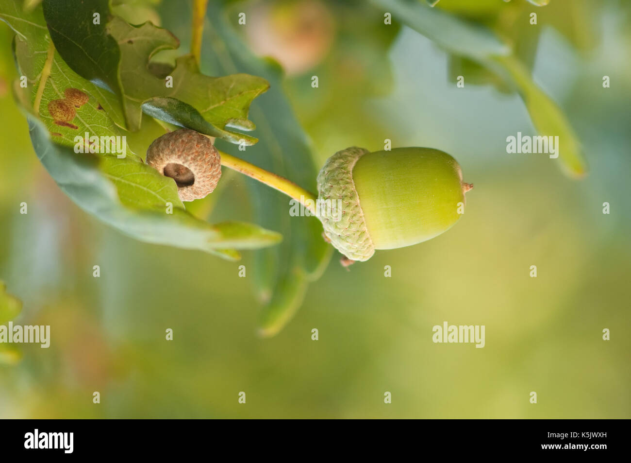 Single acorn in Eiche Baum Herbst Farben Stockfoto