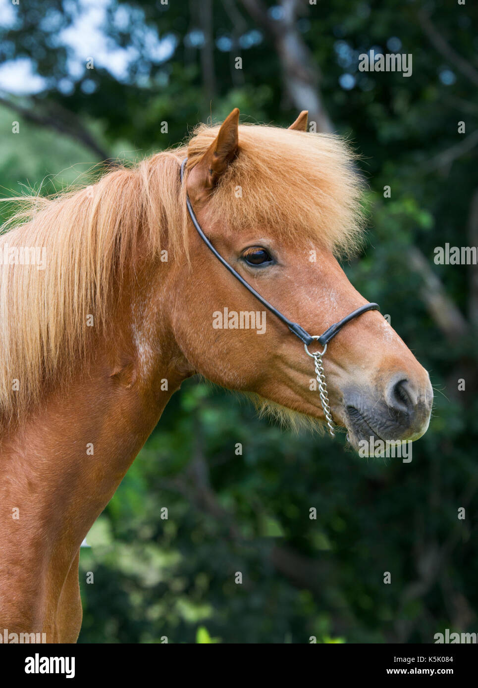 Islandpferd Stute für ein Portrait posiert Stockfoto