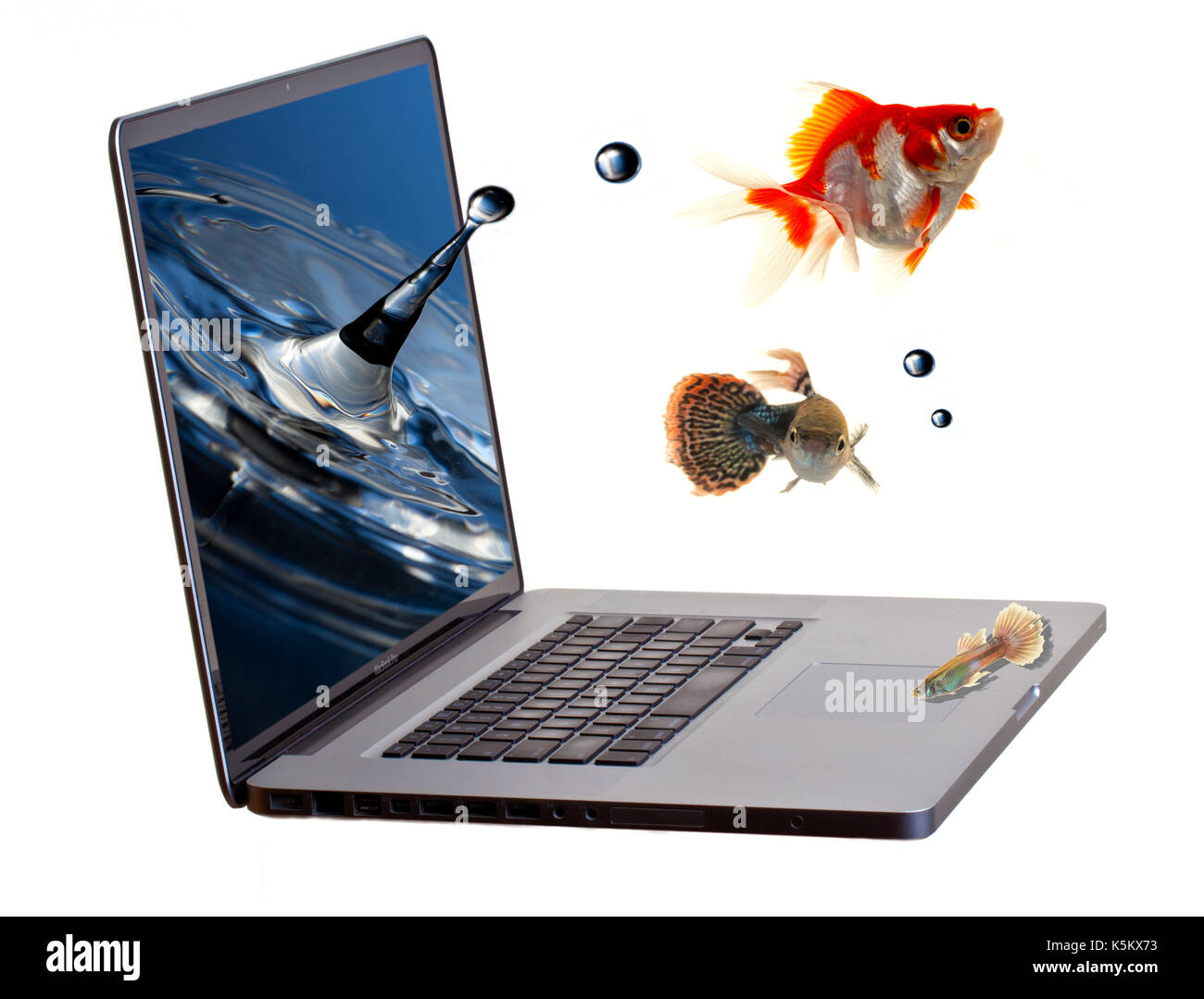 "Bildschirmschoner" - Goldfisch mit Hoffnungen für eine bessere Zukunft sprang aus dem Bildschirmschoner auf einem Laptop Bildschirm in einem Angebot für Freiheit. Stockfoto