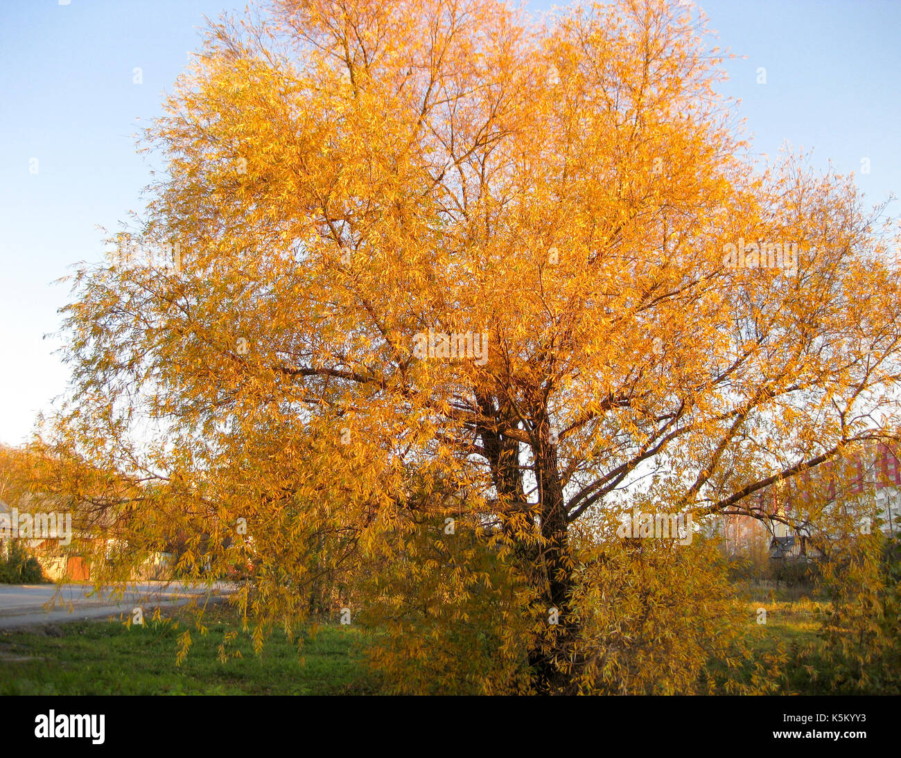 Vergilbte Willow Tree im September. Gelbe Blätter an einem Baum Stockfoto