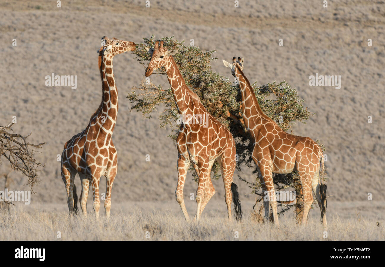 Gefährdete Netzgiraffe auf der Ebene der Lewa Wildlife Conservancy, Kenia Stockfoto