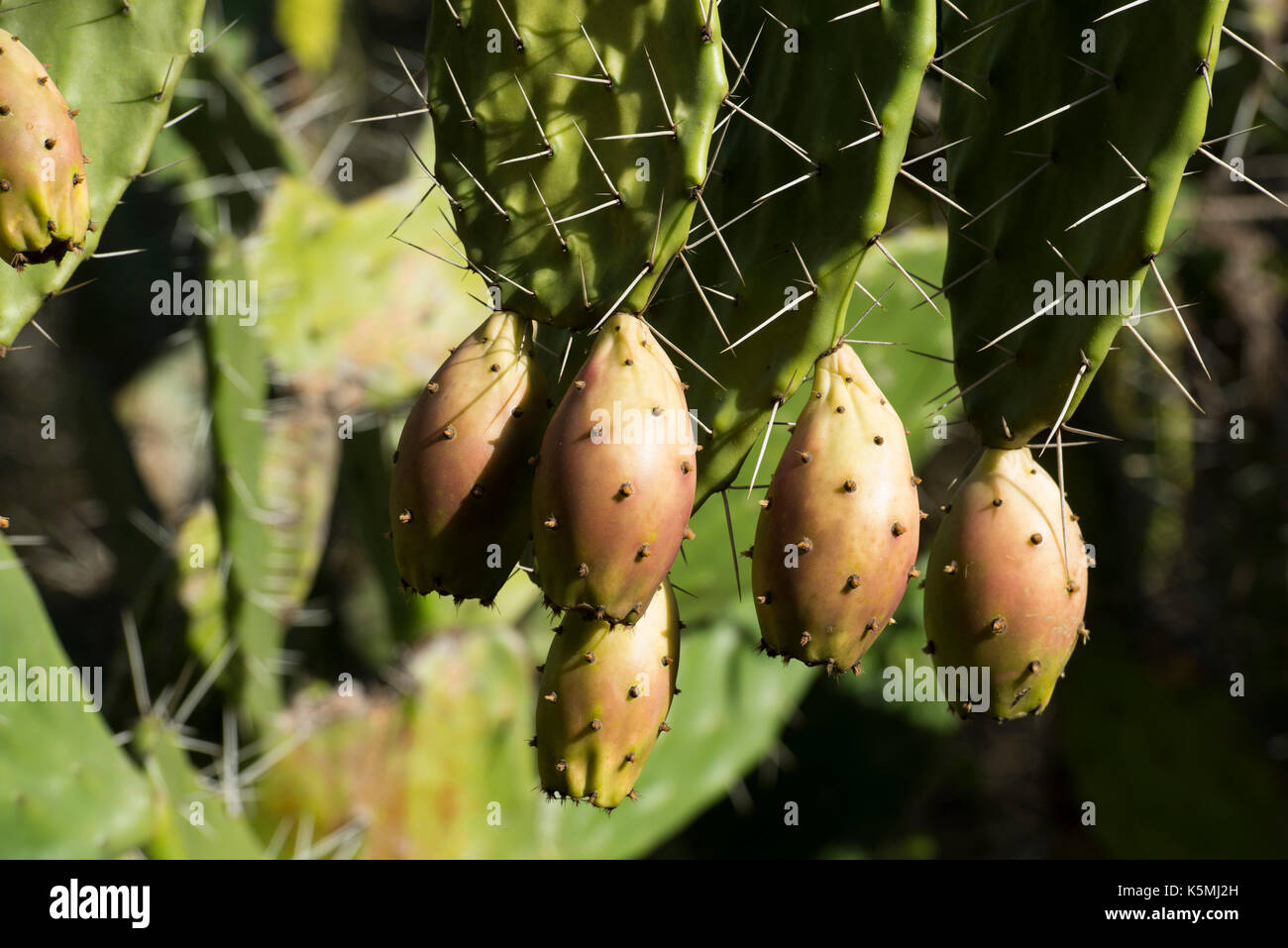 Kaktusfeigen sind eine wichtige Nahrungsquelle in Madagaskar Stockfoto
