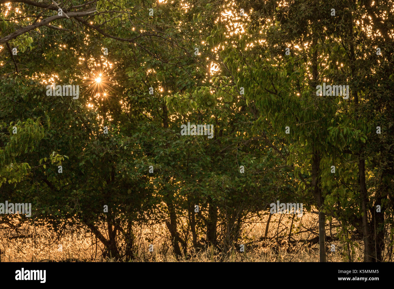 Goldene Sterne der frühen Herbst Sonnenlicht strahlen durch Schattierungen von dunkelgrünen Blätter von Birnen Bäume gesehen, Gold und Weizen Gräser beleuchtet nach Sonnenschein Stockfoto