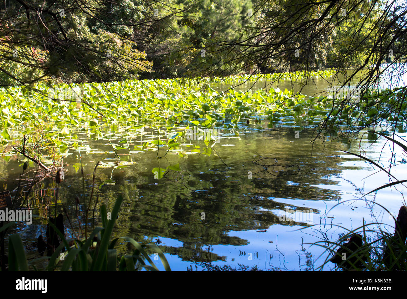 Wunderschönes Land und Wasser bei Norfolk Botanical Gardens Stockfoto