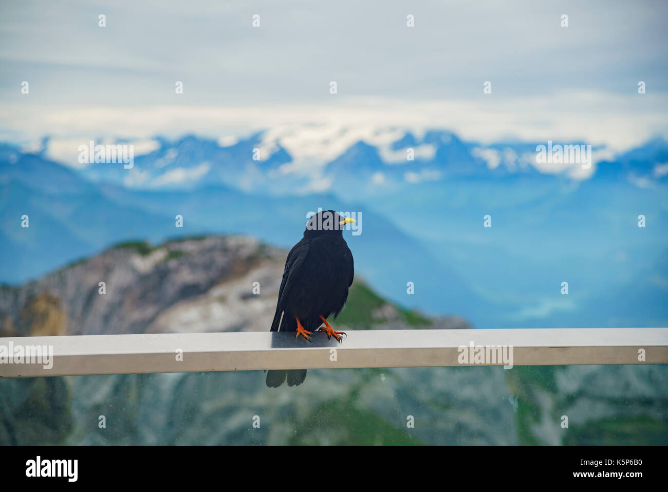 Ständigen Krähe am Berg Pilatus, Luzern, Schweiz Stockfoto