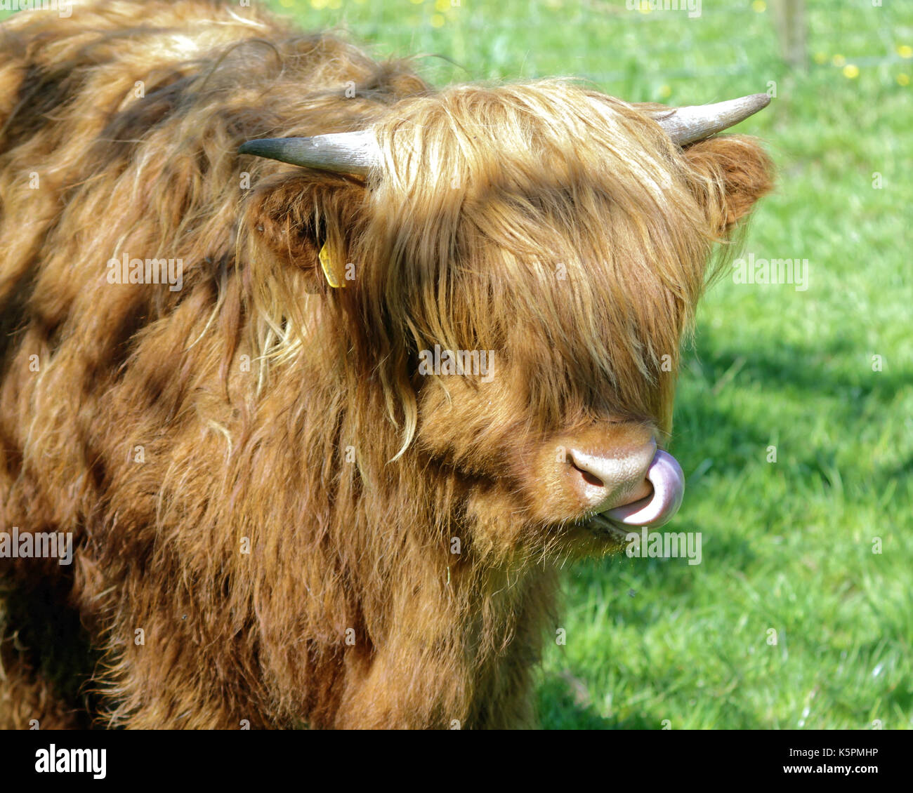 Highland Rinder Kühe Kuh Buffalo livestock Schottland Großbritannien Stockfoto