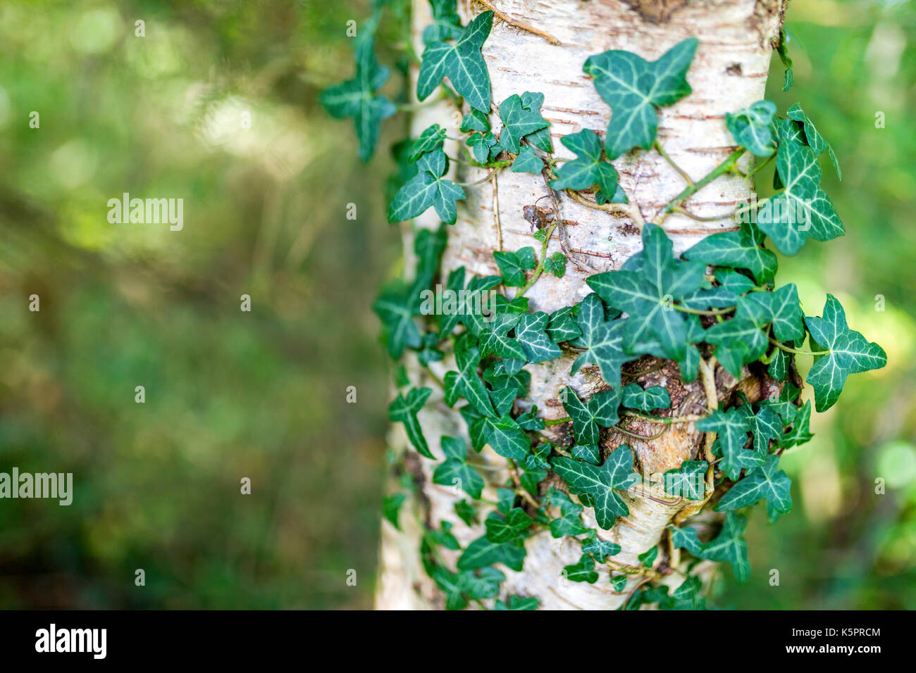 Gemeinsame Efeu, Hedera helix, silber Birke, Betula pendula, in Ravenglass, Cumbria im Vereinigten Königreich wächst Stockfoto