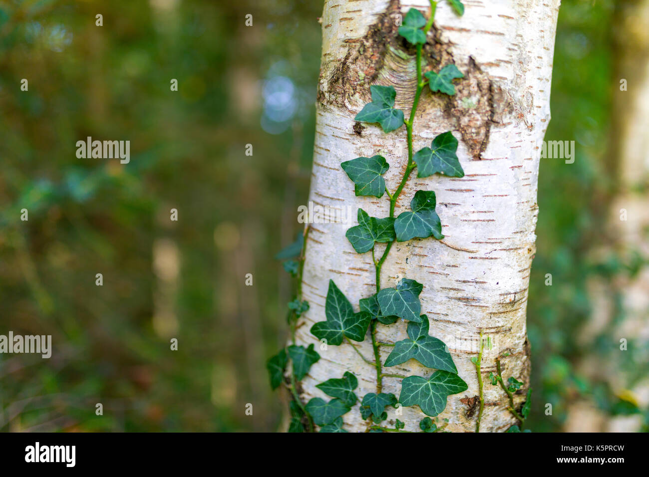 Gemeinsame Efeu, Hedera helix, silber Birke, Betula pendula, in Ravenglass,  Cumbria, Vereinigtes Knigreich wchst Stockfotografie - Alamy