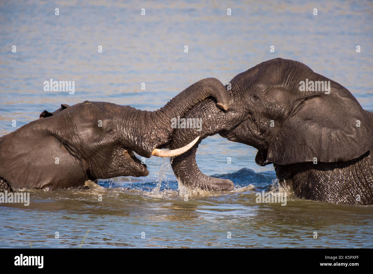 Afrikanische Elefanten (Loxodonta africana) Stockfoto