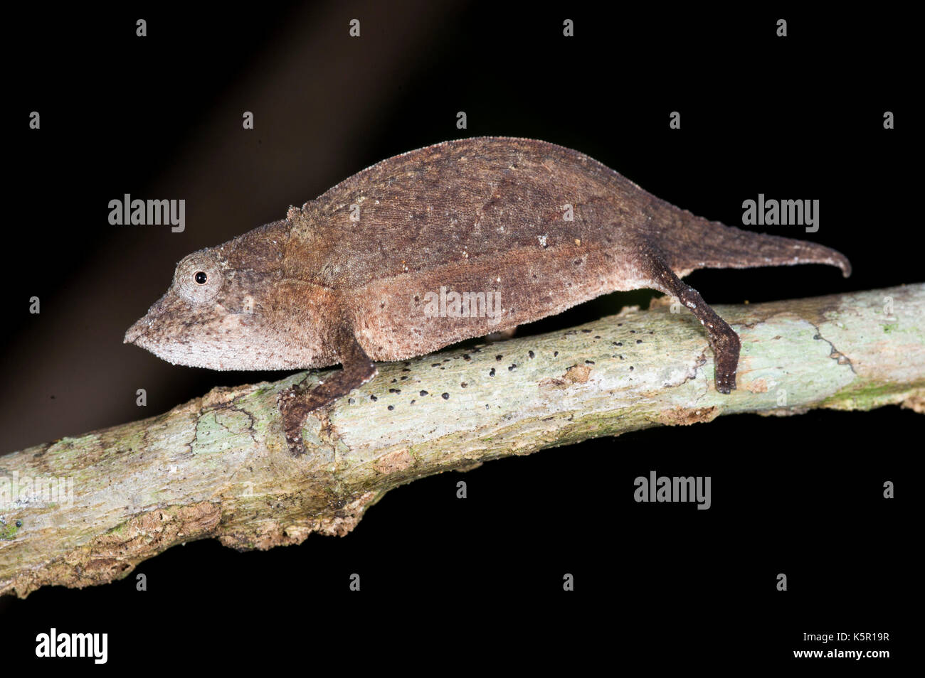 Längliche alten Blatt Chamäleon, Palleon (brookesia Nasus), Manafiafy Strand und Regenwald Lodge, Sainte Luce Bay, Madagaskar Stockfoto