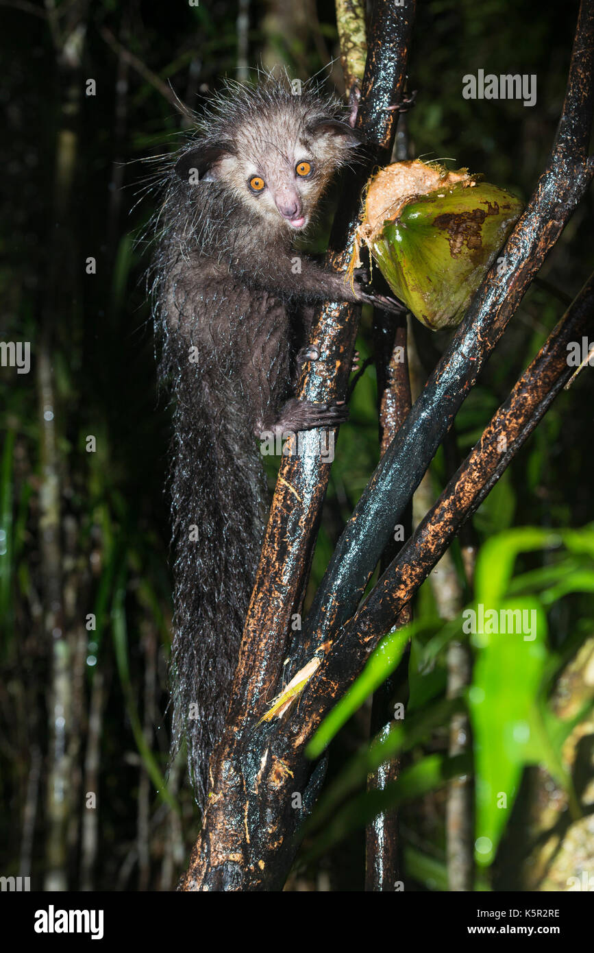 Aye-aye, Daubentonia madagascariensis, Palmarium finden, Lac Ampitabe, Pangalanes Kanal, Madagaskar Stockfoto