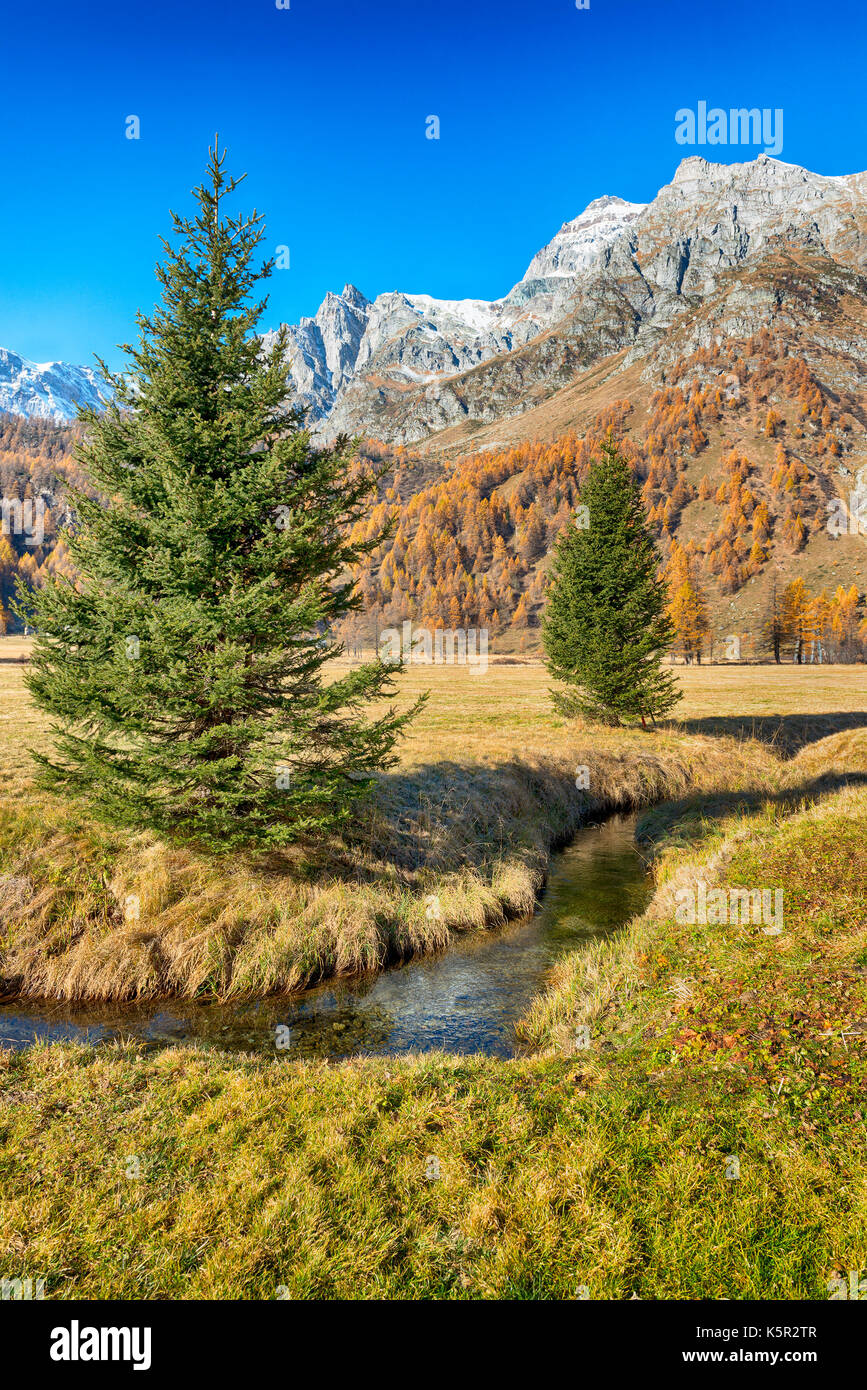 Herbstfarben im Tal mit zwei Kiefern im Vordergrund, verschneite Berge und blauer Himmel im Hintergrund Stockfoto