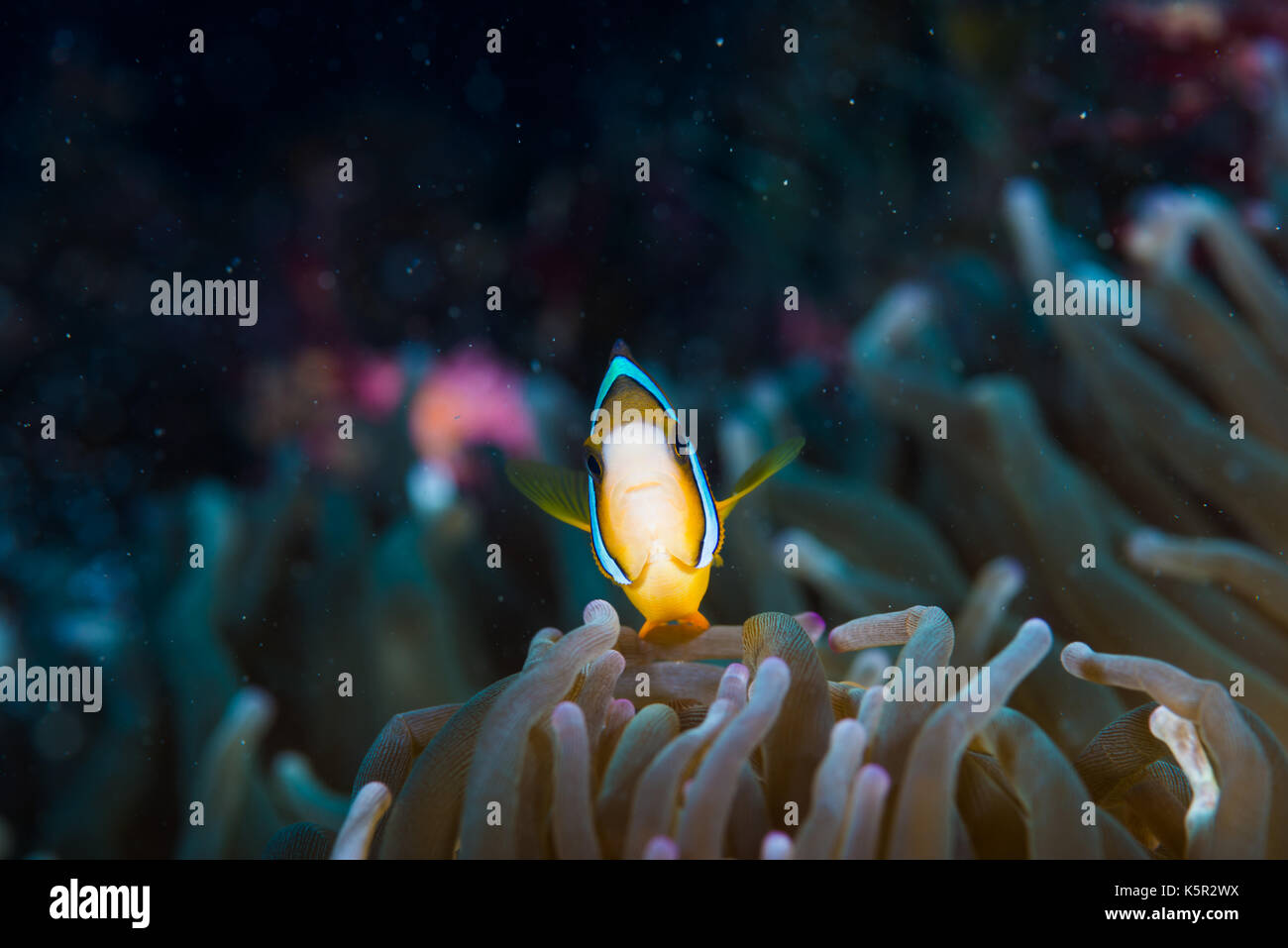 Yellowtail Clownfisch （Amphiprion clarkii, Bennett, 1830) und Seeanemone (Entacmaea quadricolor, Leuckart in Rüppell & Leuchkart, 1828) Stockfoto