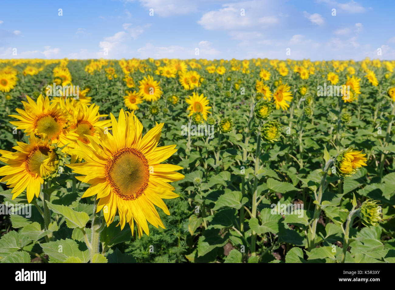 Blühende Sonnenblumen Feld Stockfoto