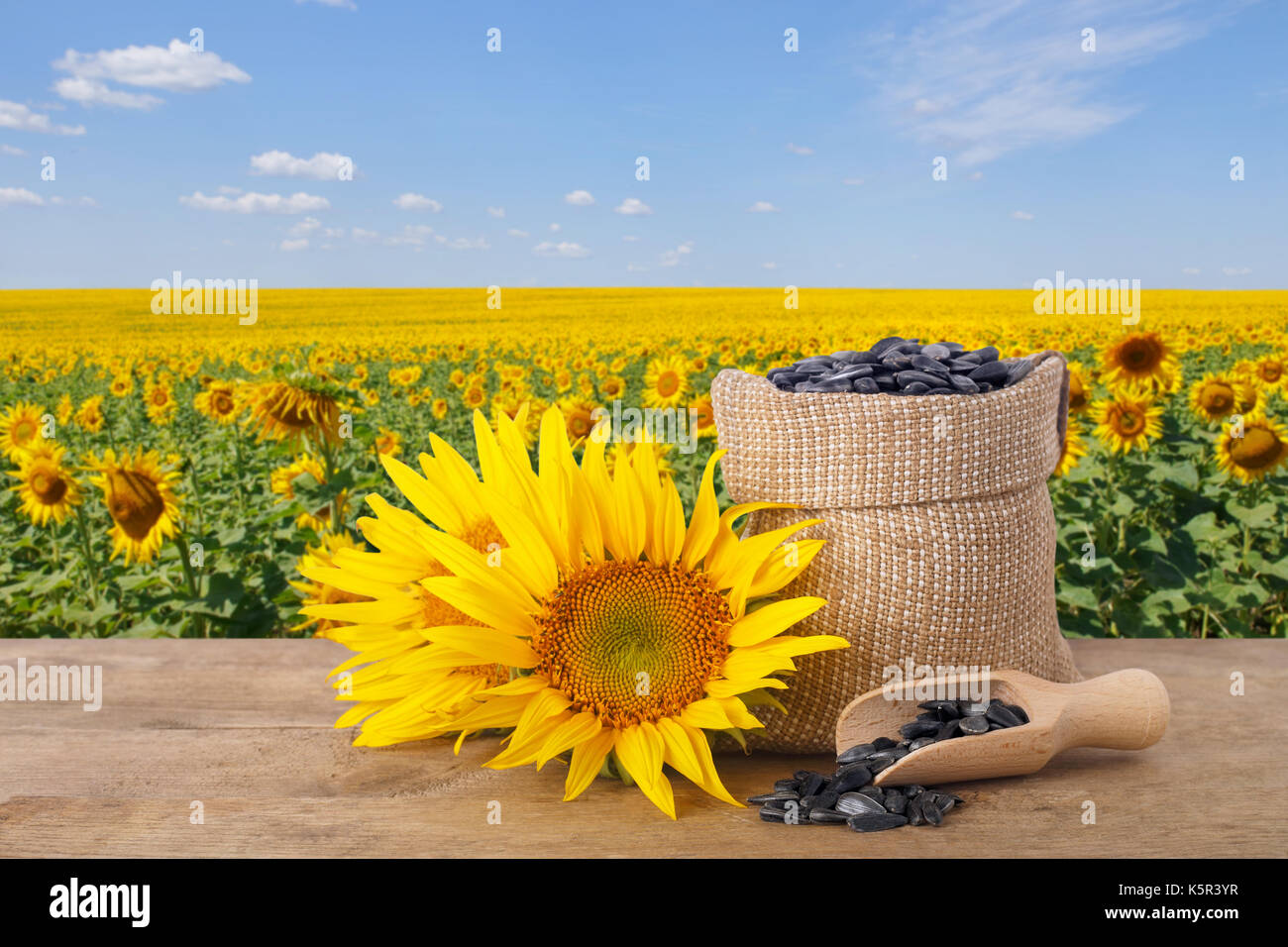 Sonnenblumenkerne in Sack und Frische Sonnenblumen Stockfoto