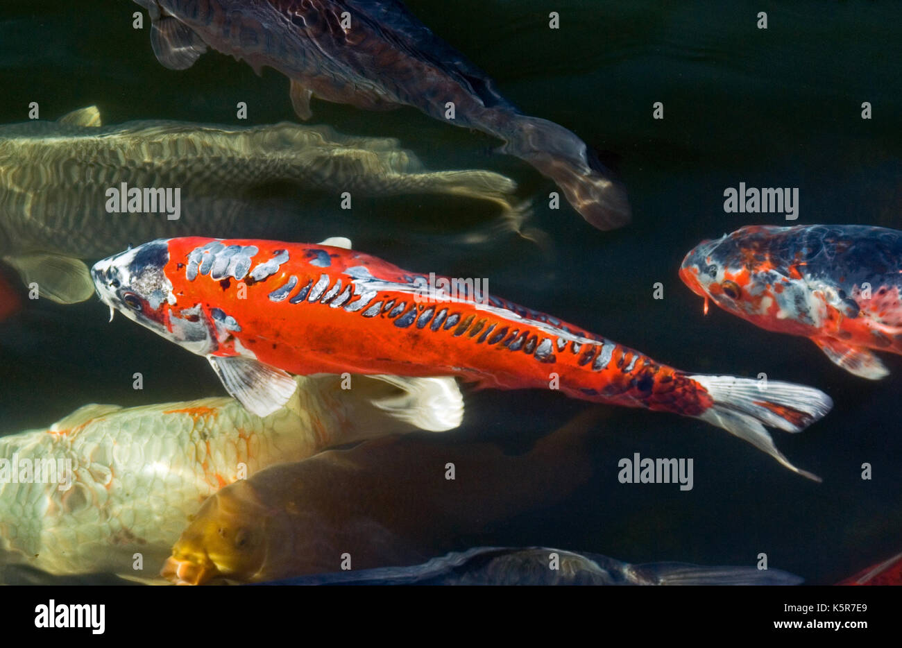 Koi Karpfen Stockfoto