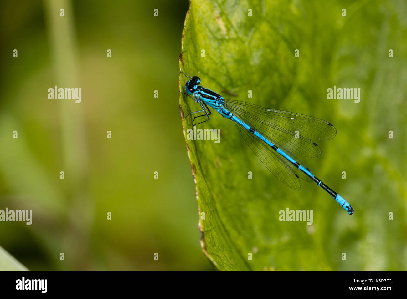 Blau männlich Azure danselfly, Coenagrion puella, Ausruhen am Pool Vegetation Stockfoto