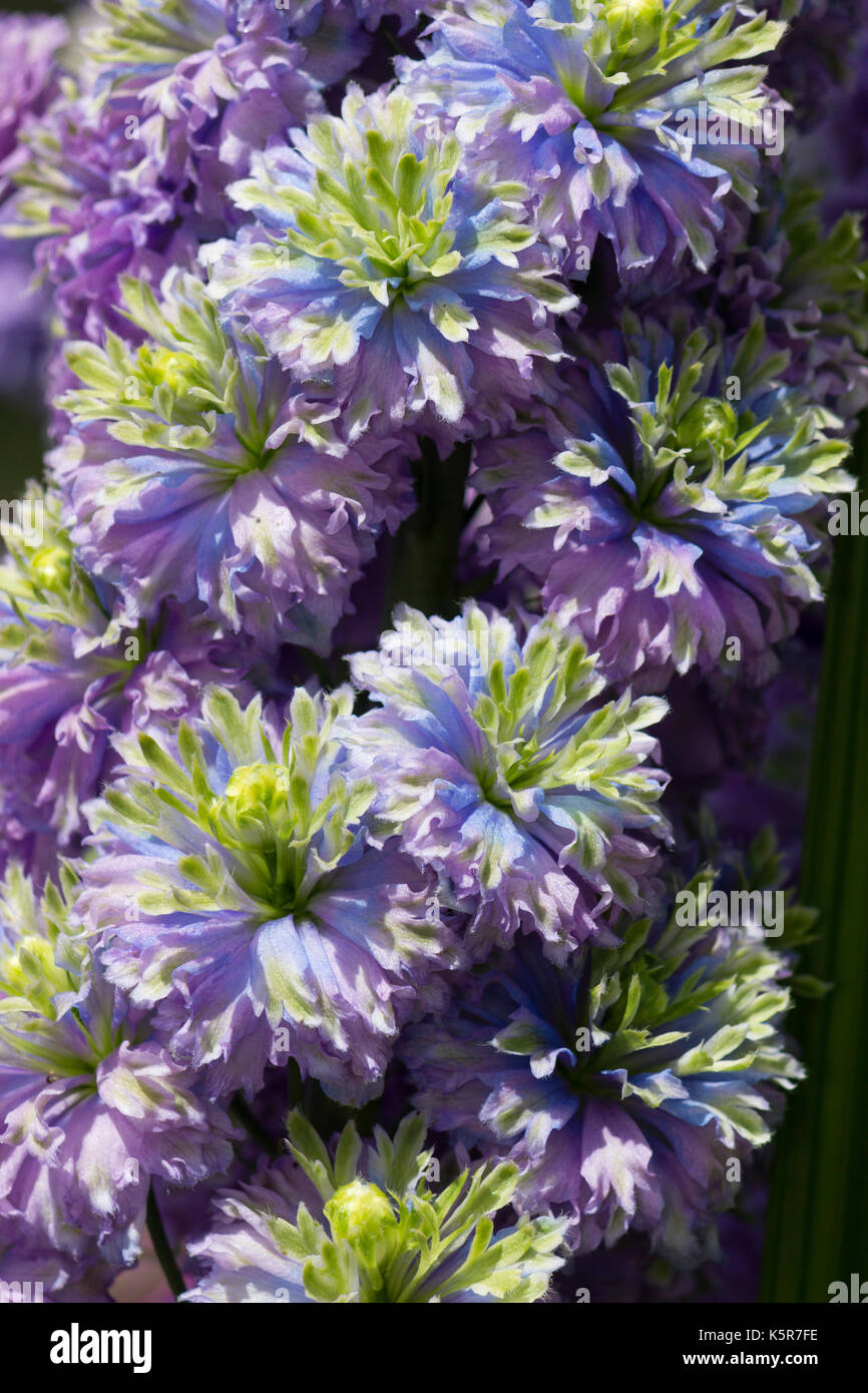 Nahaufnahme der komplizierten Dreifarbige doppelte Blüten Der winterharte Stauden Rittersporn (Highlander Serie) 'Blueberry Pie' Stockfoto