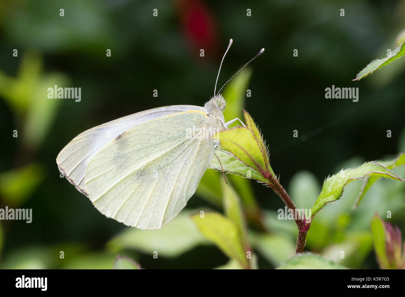 Männliche großen weißen Schmetterling, Pieris brassicae, ruht auf Laub Stockfoto