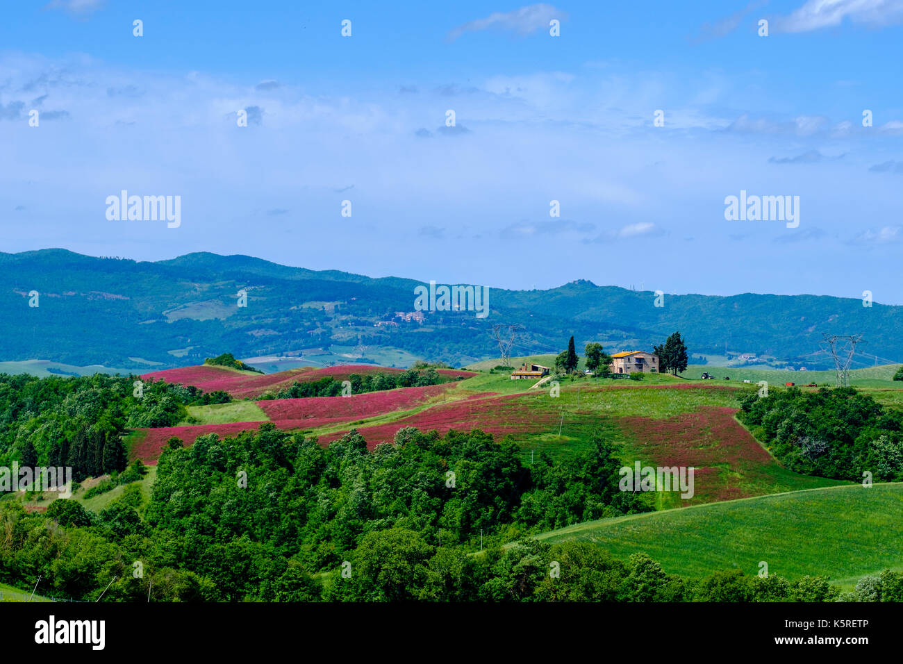 Typische tuscanian Landschaft mit einem Bauernhaus auf einem Hügel, grüne Felder und roten Blüten im Val di Cecina Stockfoto