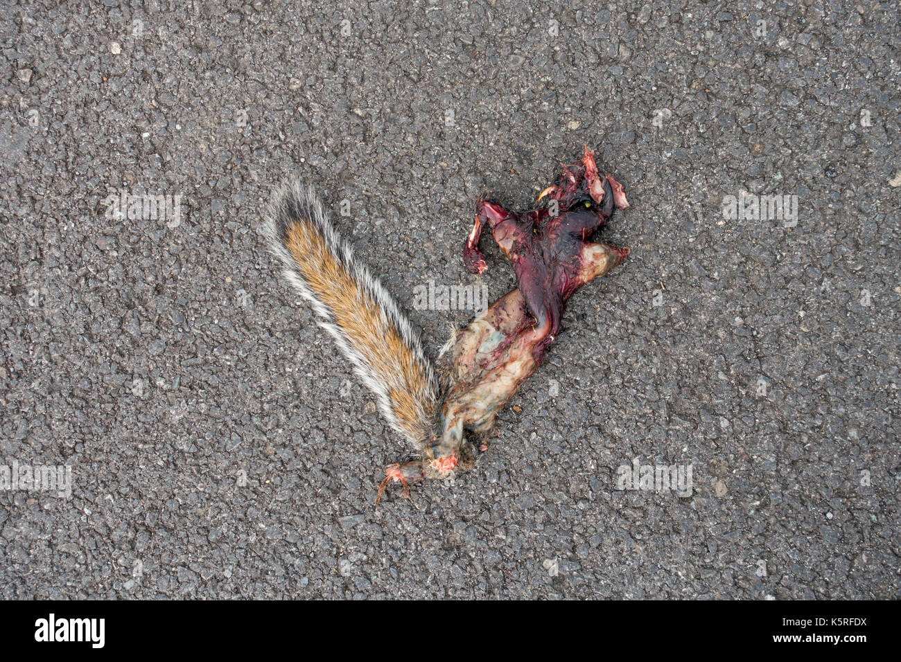 Road Kill die Überreste eines Grauhörnchen Sciurus carolinensis durch einen Motor vwhicle auf Asphalt getötet Stockfoto
