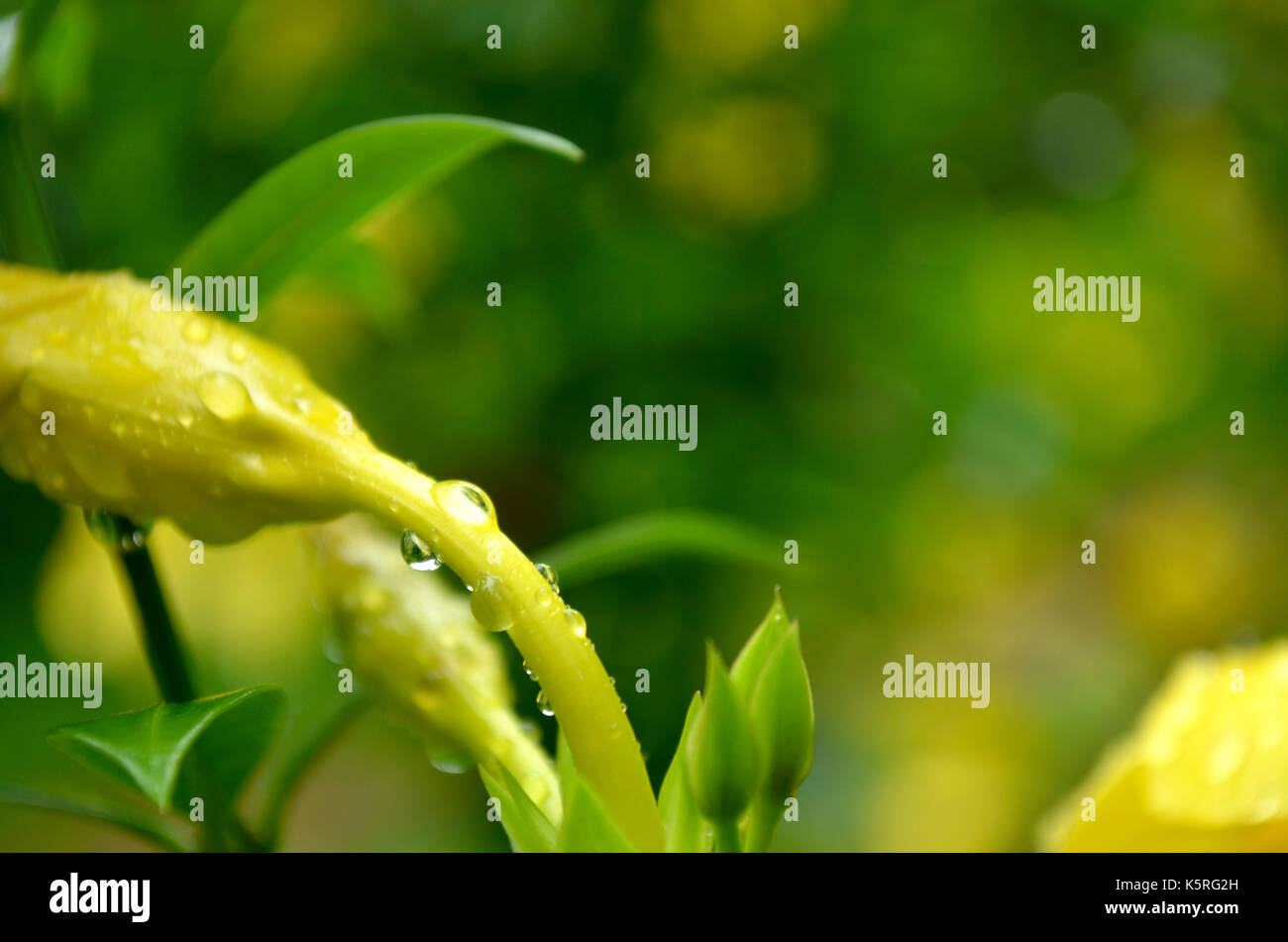 Regen Wassertropfen auf gelbe Knospe und Stammzellen gegen einen schönen gelben und grünen bokeh Hintergrund. Stockfoto