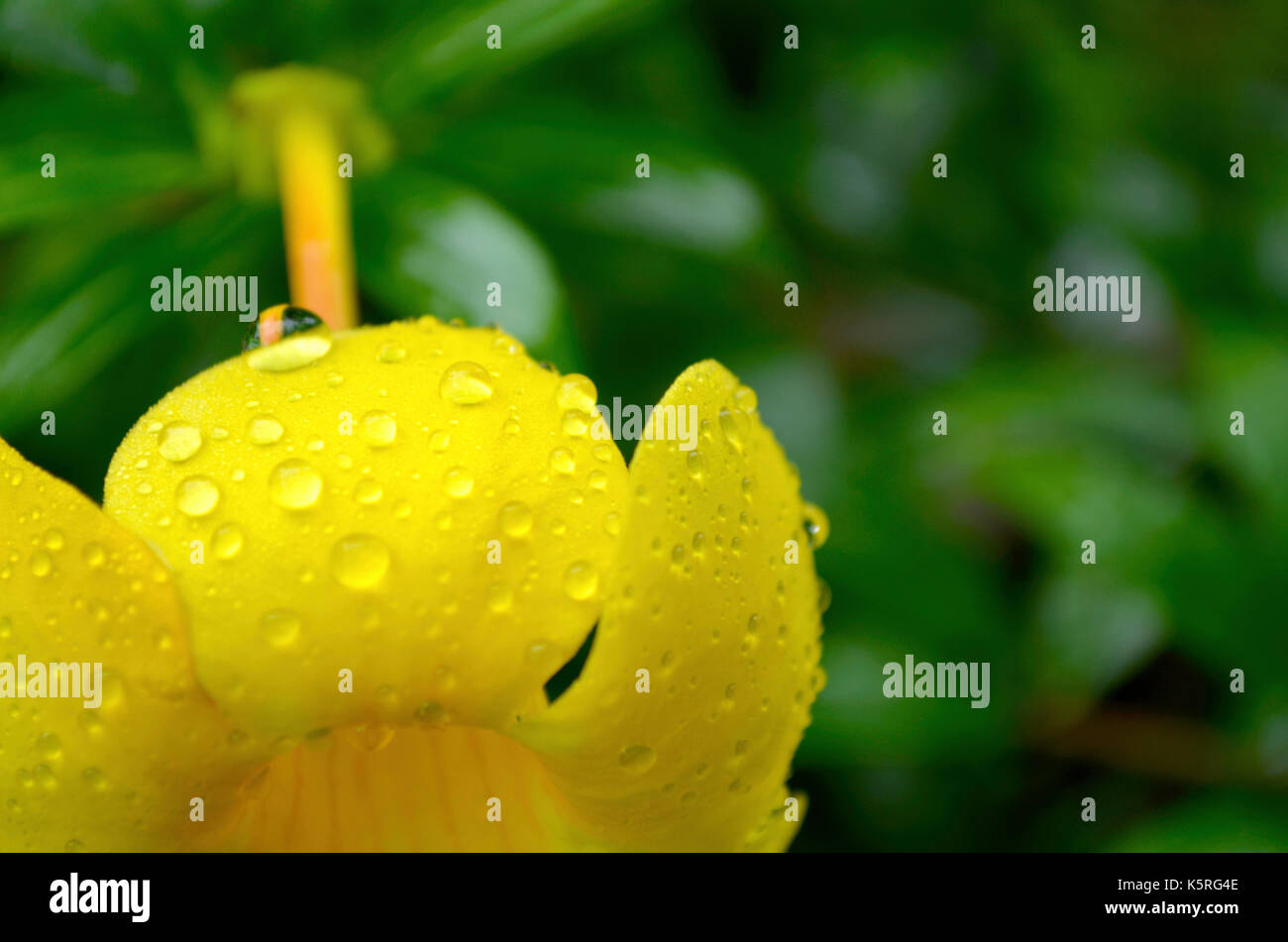 Nahaufnahme von Wassertropfen auf eine gelbe Blume mit einem unscharfen Hintergrund. Stockfoto