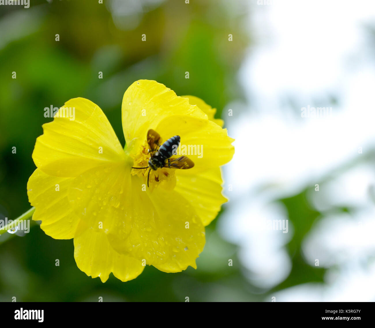Biene auf einer Blume mit Wassertropfen nach Regen gegen Grün im Garten. Stockfoto