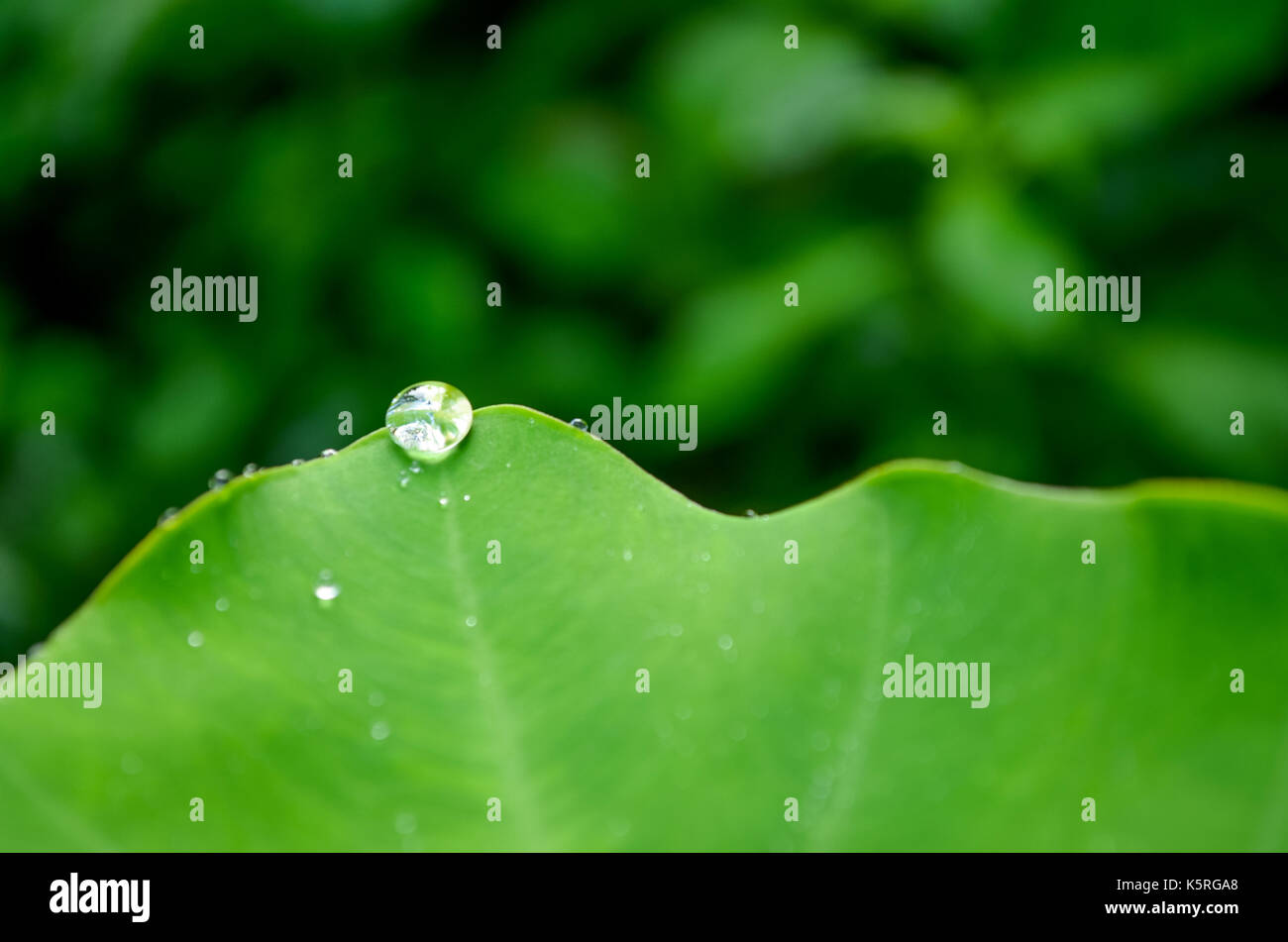 Wassertropfen auf der Spitze eines colocasia Blatt grün verschwommenen Hintergrund. Stockfoto