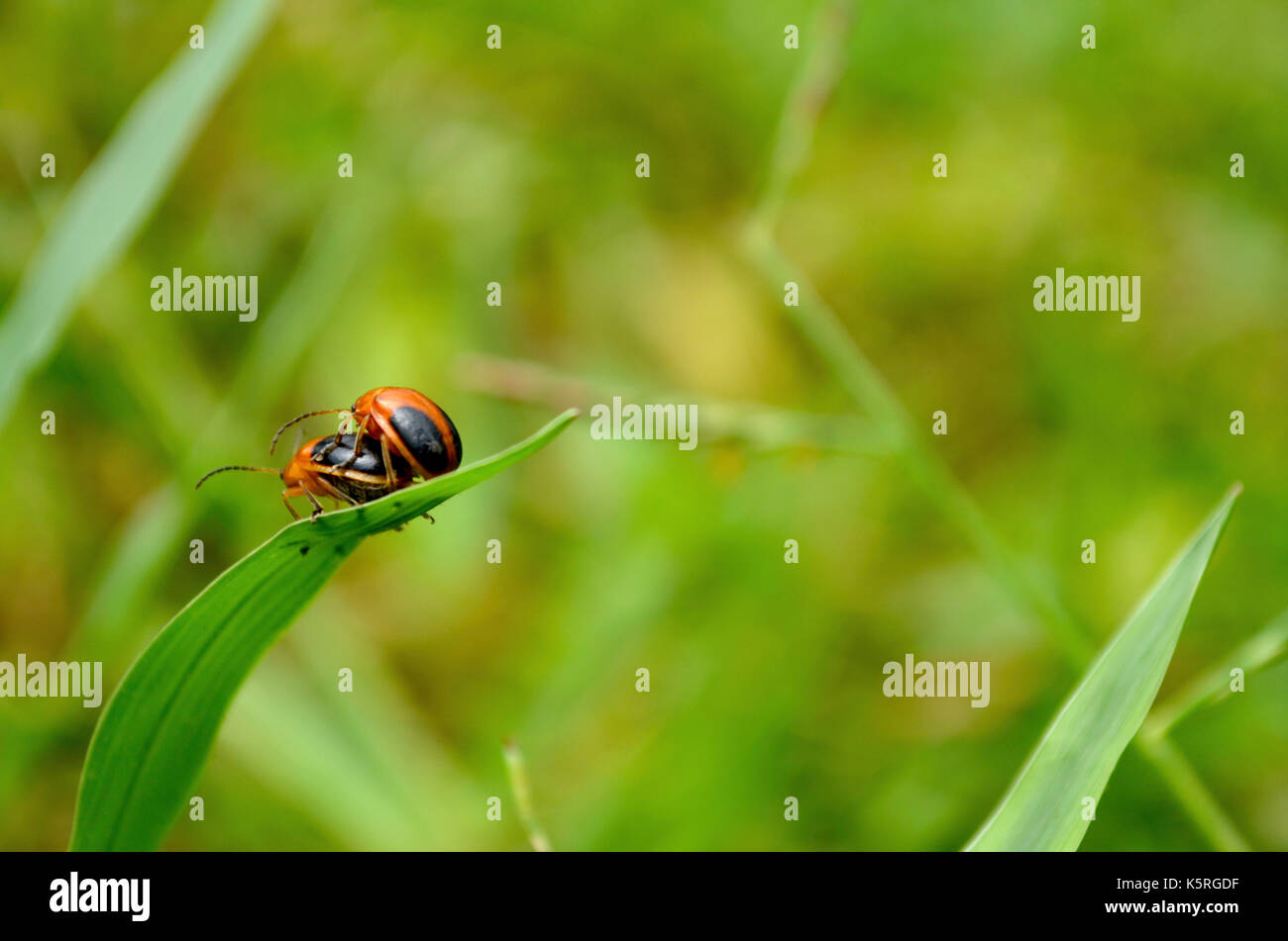 Paarung Bugs auf einem Blatt mit weichen, grünen Hintergrund. Stockfoto