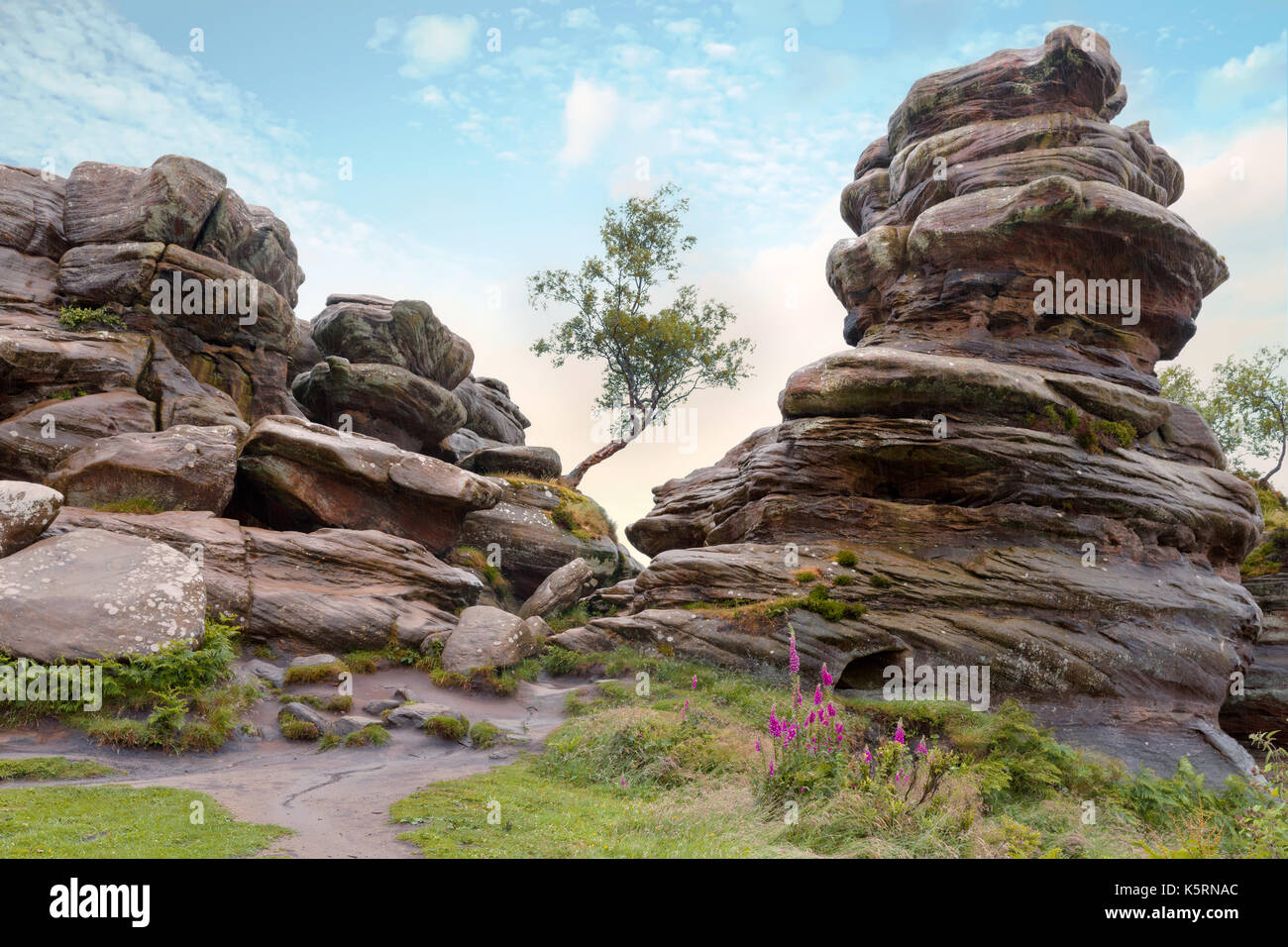 Einsamer Baum zwischen den Felsformationen an Brimham Rocks, Yorkshire Dales, England Stockfoto