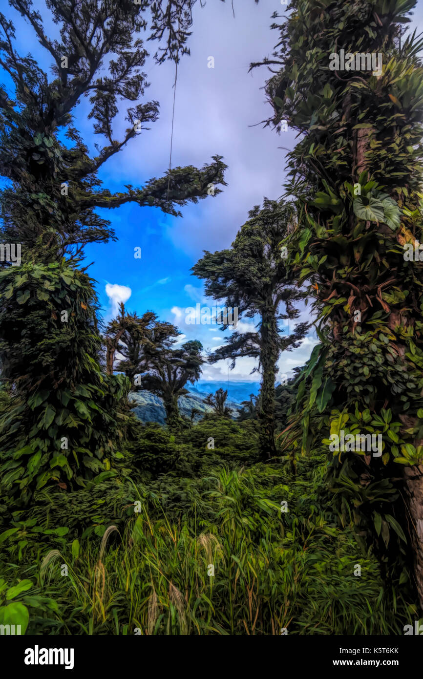 Regen Wald landschaft. Szene Darstellung Stockfoto