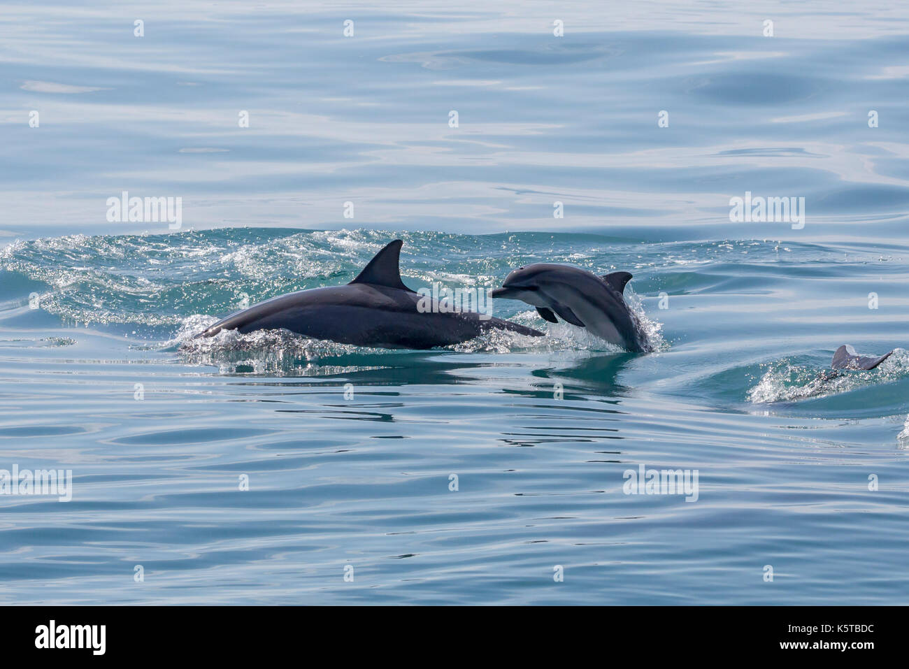 Gray's Spinner Dolphin oder Hawaiianische Spinner Delfin (Stenella longirostris) Baby springen in den Pazifischen Ozean ein Spritzen Stockfoto
