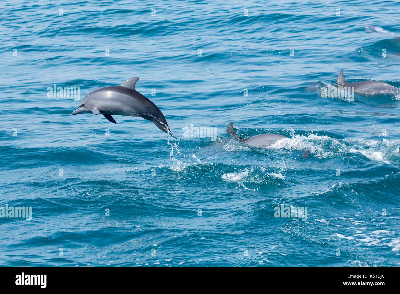 Gray's Spinner Dolphin oder Hawaiianische Spinner Delfin (Stenella longirostris) Baby springen oder sogar zu verletzen Stockfoto